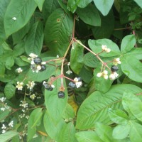 Persicaria chinensis (L.) H.Gross